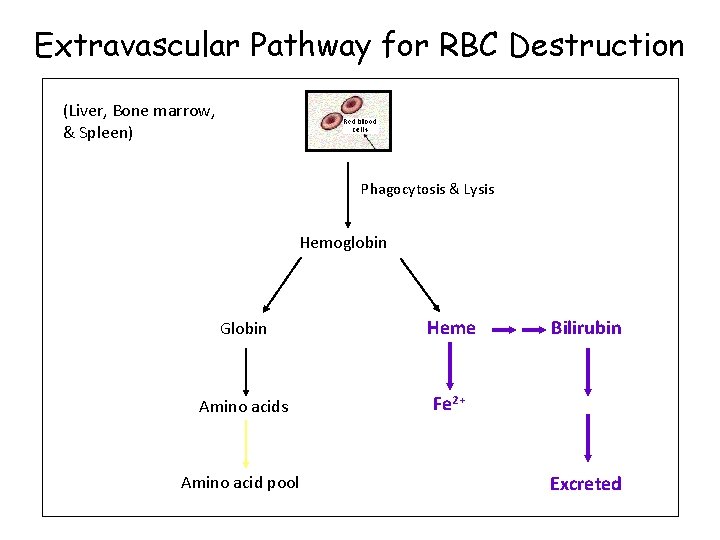 Extravascular Pathway for RBC Destruction (Liver, Bone marrow, & Spleen) Phagocytosis & Lysis Hemoglobin