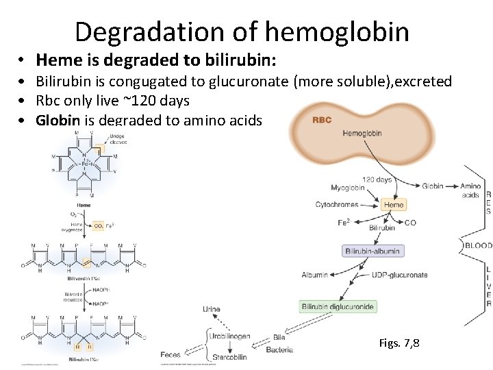 Degradation of hemoglobin • Heme is degraded to bilirubin: • Bilirubin is congugated to