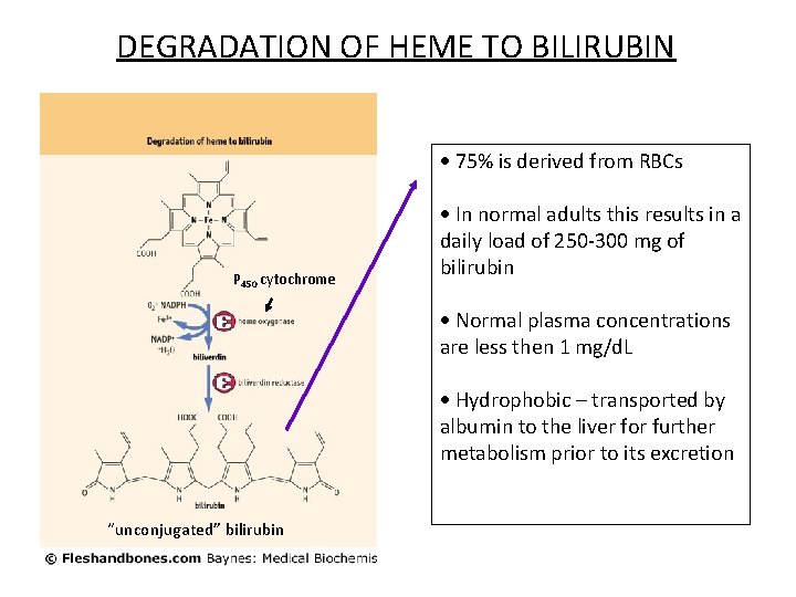 DEGRADATION OF HEME TO BILIRUBIN 75% is derived from RBCs P 450 cytochrome In