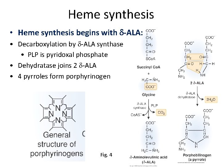 Heme synthesis • Heme synthesis begins with d-ALA: • Decarboxylation by d-ALA synthase •