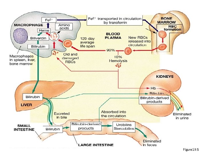 Figure 19. 5 