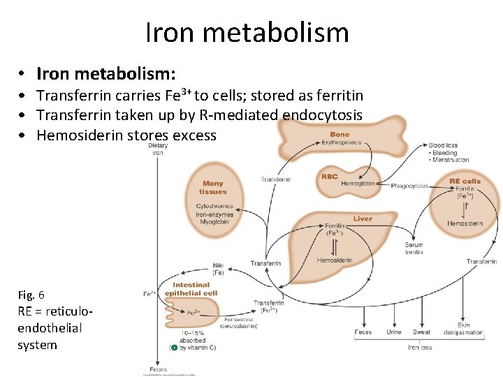 Iron metabolism • Iron metabolism: • Transferrin carries Fe 3+ to cells; stored as