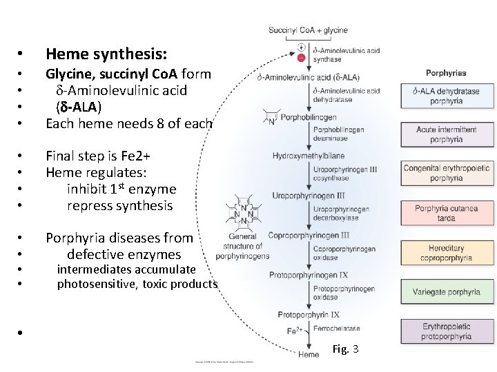  • Heme synthesis: • • Glycine, succinyl Co. A form d-Aminolevulinic acid (d-ALA)