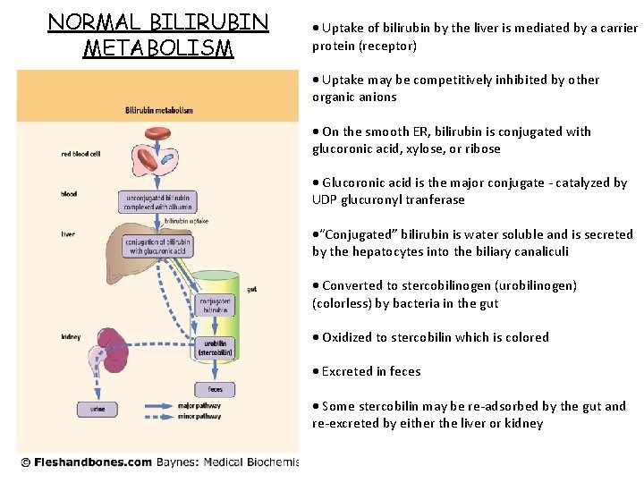 NORMAL BILIRUBIN METABOLISM Uptake of bilirubin by the liver is mediated by a carrier