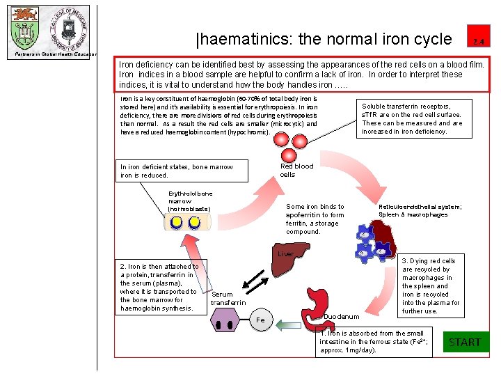 |haematinics: the normal iron cycle 2. 4 Partners in Global Health Education Iron deficiency