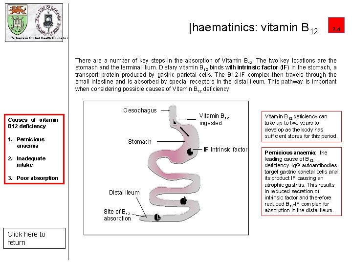 |haematinics: vitamin B 12 2. 4 Partners in Global Health Education There a number
