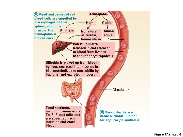 5 Aged and damaged red blood cells are engulfed by macrophages of liver, spleen,