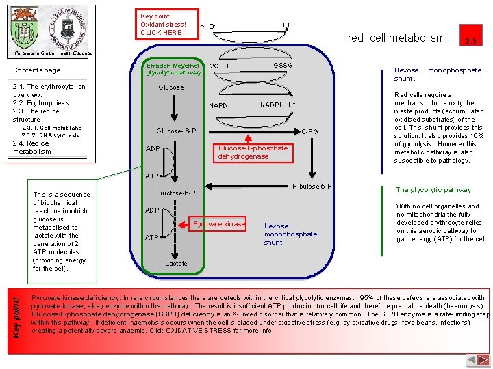 Key point: Oxidant stress! CLICK HERE H 2 O O- |red cell metabolism 2.