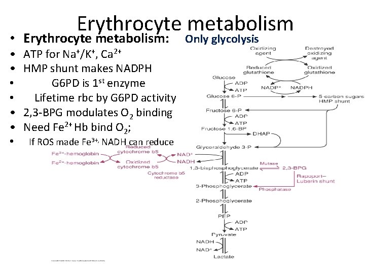 Erythrocyte metabolism • Erythrocyte metabolism: • • ATP for Na+/K+, Ca 2+ HMP shunt