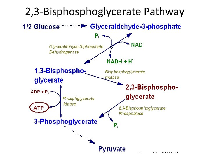 2, 3 -Bisphoglycerate Pathway 