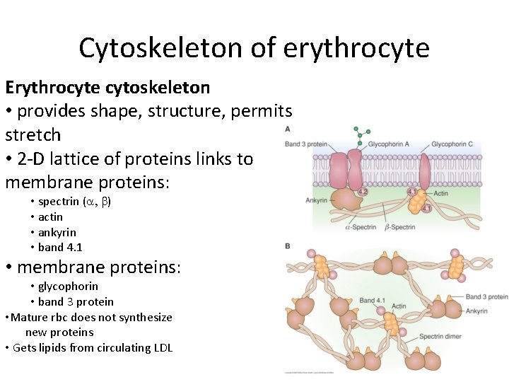 Cytoskeleton of erythrocyte Erythrocyte cytoskeleton • provides shape, structure, permits stretch • 2 -D