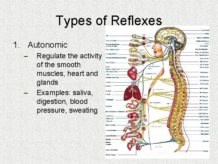 Types of Reflexes 1. Autonomic – – Regulate the activity of the smooth muscles,