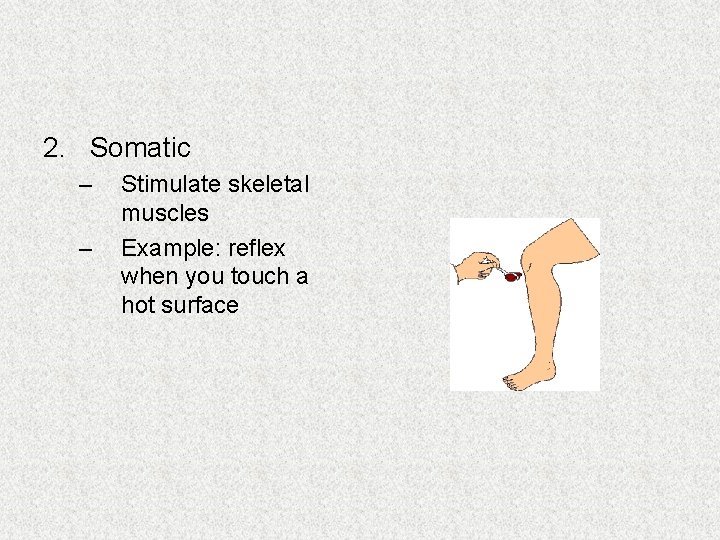 2. Somatic – – Stimulate skeletal muscles Example: reflex when you touch a hot