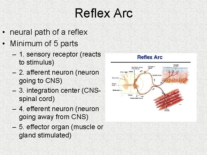 Reflex Arc • neural path of a reflex • Minimum of 5 parts –