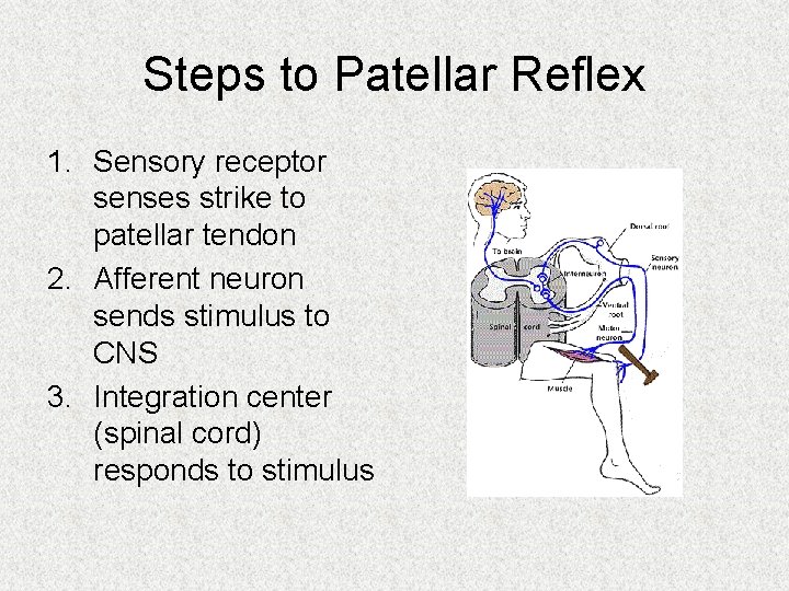 Steps to Patellar Reflex 1. Sensory receptor senses strike to patellar tendon 2. Afferent