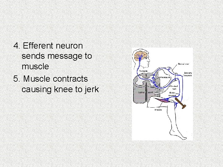 4. Efferent neuron sends message to muscle 5. Muscle contracts causing knee to jerk