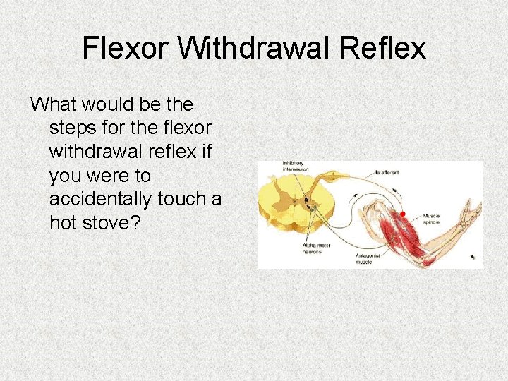 Flexor Withdrawal Reflex What would be the steps for the flexor withdrawal reflex if