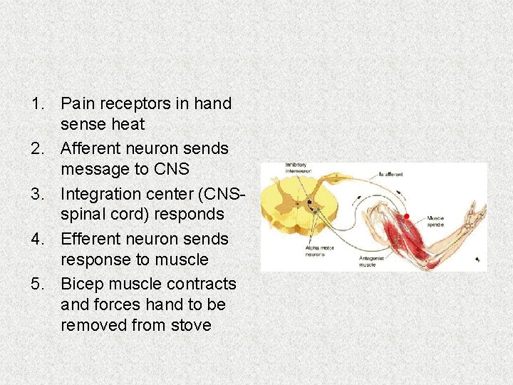 1. Pain receptors in hand sense heat 2. Afferent neuron sends message to CNS