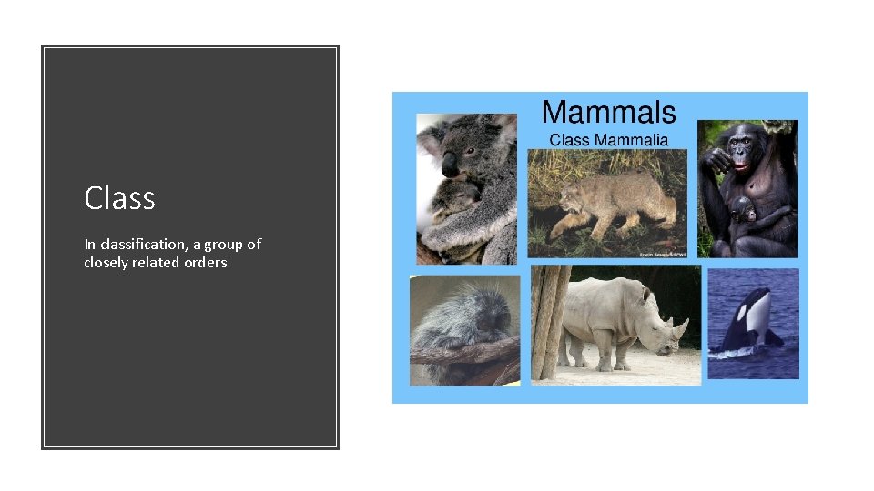 Class In classification, a group of closely related orders 