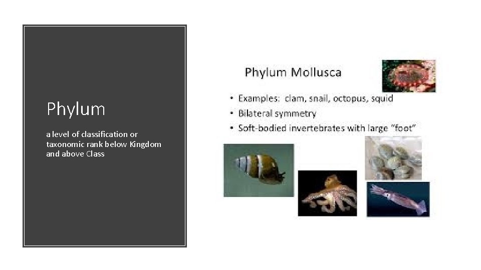 Phylum a level of classification or taxonomic rank below Kingdom and above Class 