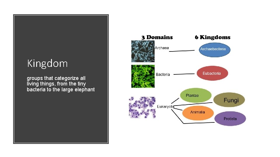 Kingdom groups that categorize all living things, from the tiny bacteria to the large