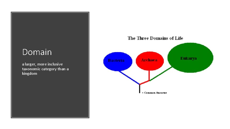 Domain a larger, more inclusive taxonomic category than a kingdom 