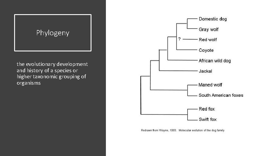 Phylogeny the evolutionary development and history of a species or higher taxonomic grouping of