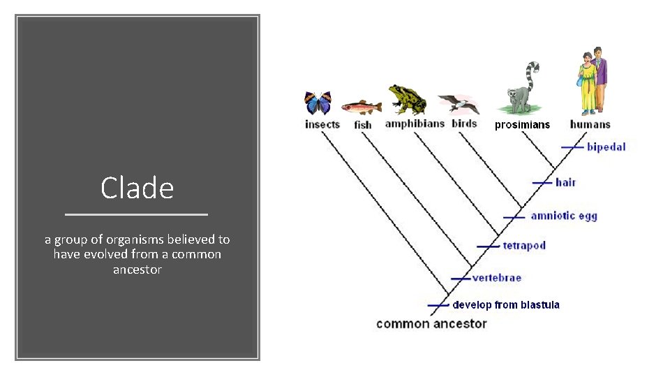 Clade a group of organisms believed to have evolved from a common ancestor 