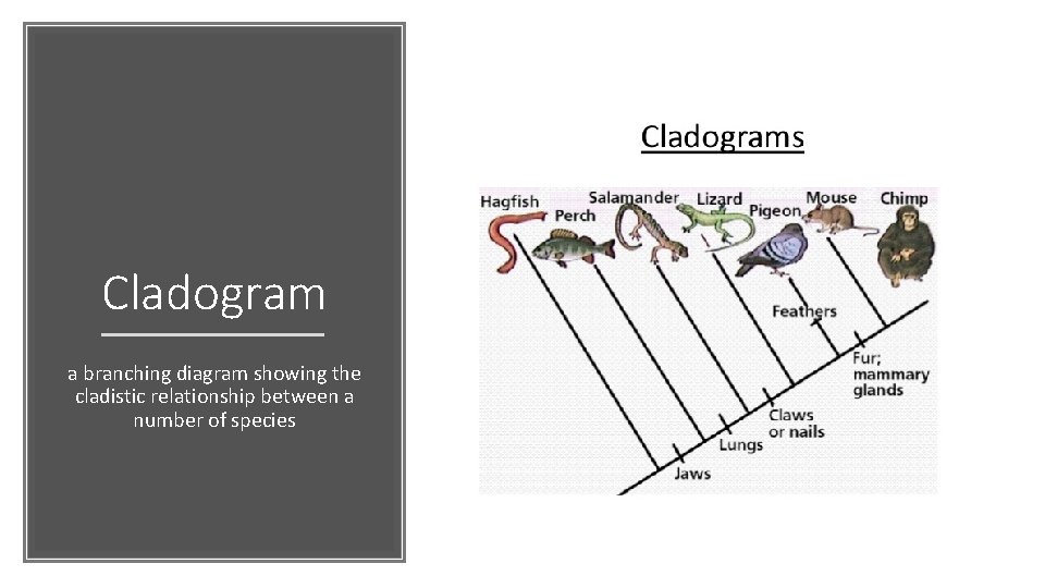 Cladogram a branching diagram showing the cladistic relationship between a number of species 