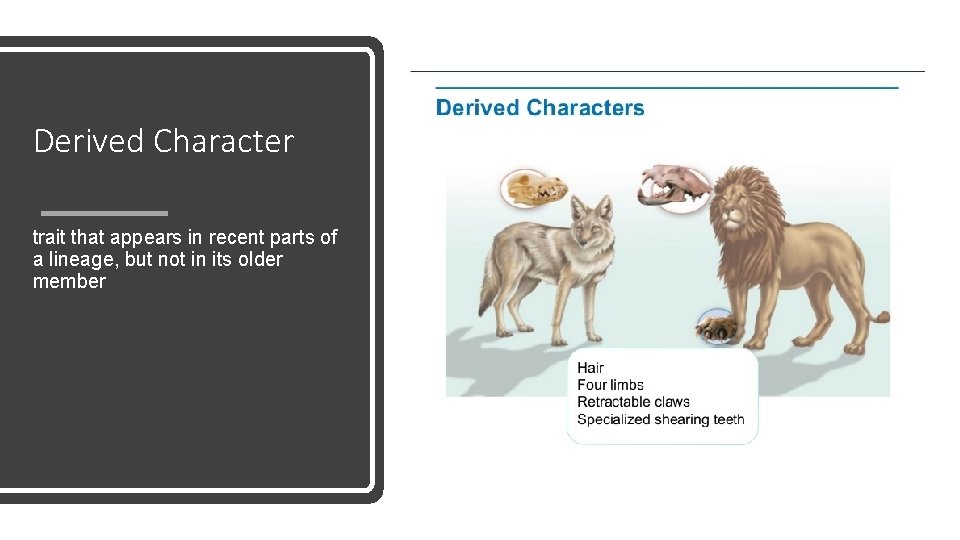 Derived Character trait that appears in recent parts of a lineage, but not in