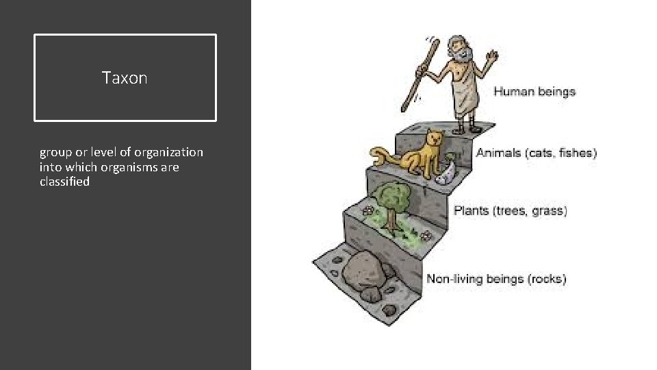Taxon group or level of organization into which organisms are classified 