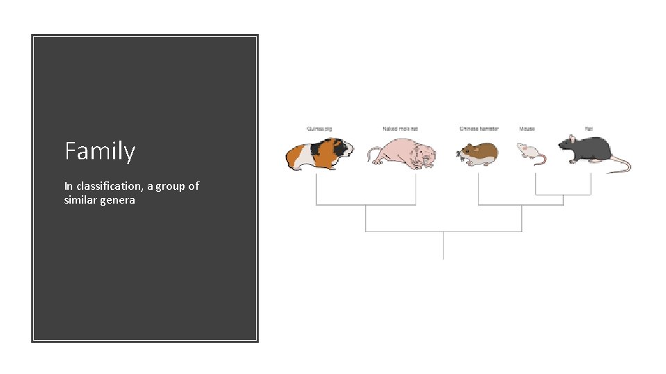 Family In classification, a group of similar genera 