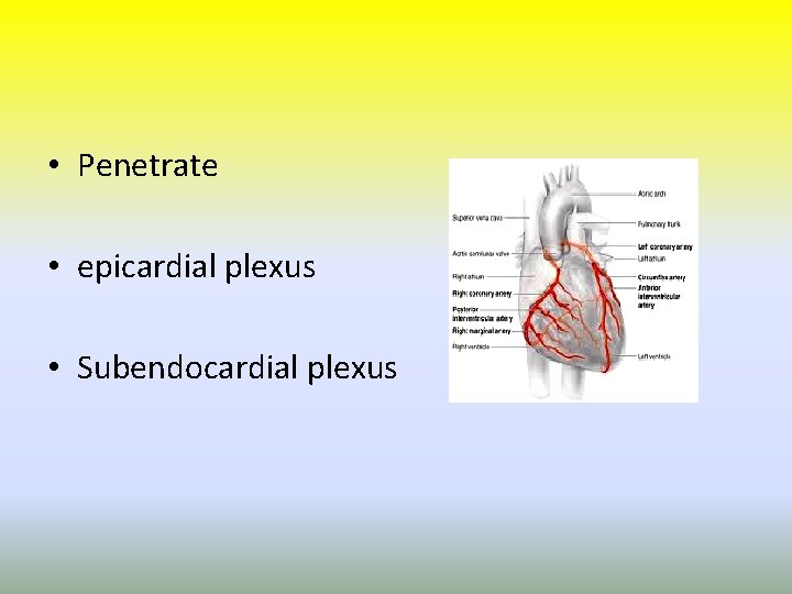  • Penetrate • epicardial plexus • Subendocardial plexus 