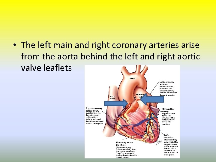  • The left main and right coronary arteries arise from the aorta behind