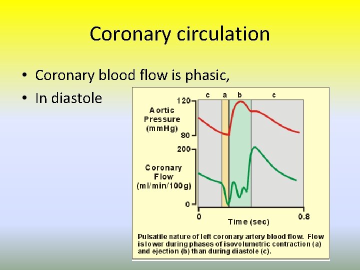 Coronary circulation • Coronary blood flow is phasic, • In diastole 