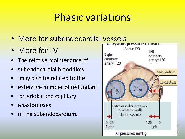 Phasic variations • More for subendocardial vessels • More for LV • • The