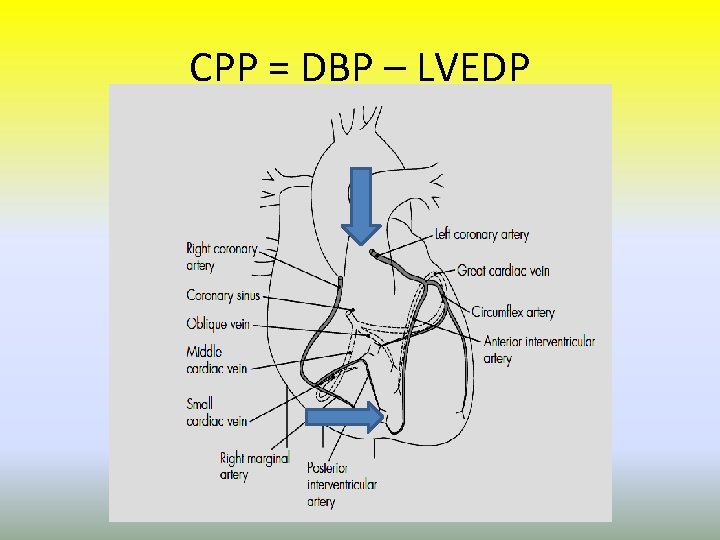 CPP = DBP – LVEDP 