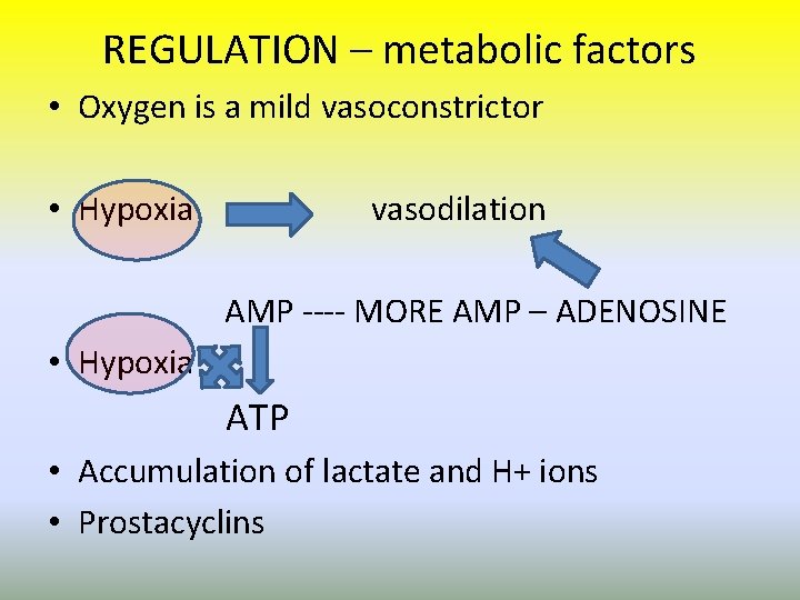 REGULATION – metabolic factors • Oxygen is a mild vasoconstrictor • Hypoxia vasodilation AMP