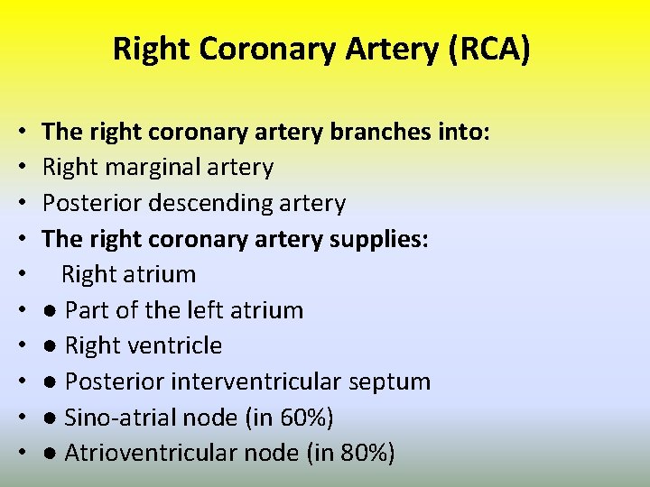 Right Coronary Artery (RCA) • • • The right coronary artery branches into: Right
