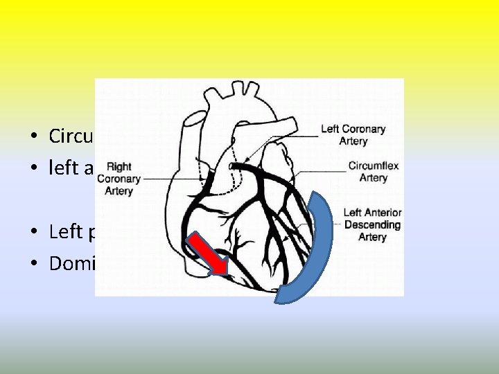  • Circumflex artery • left anterior descending • Left posterior descending • Dominant