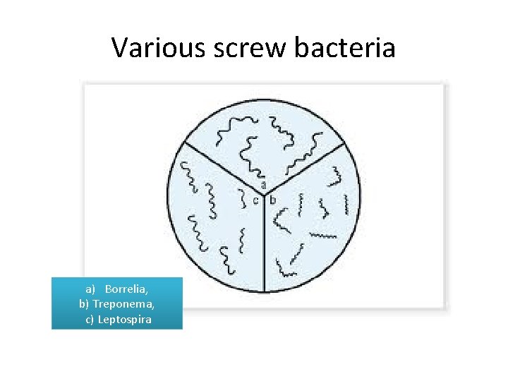 Various screw bacteria a) Borrelia, b) Treponema, c) Leptospira 