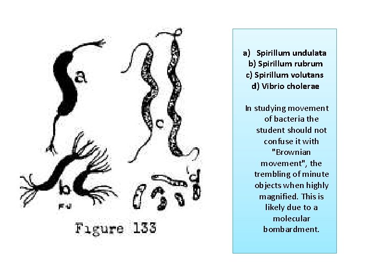 a) Spirillum undulata b) Spirillum rubrum c) Spirillum volutans d) Vibrio cholerae In studying