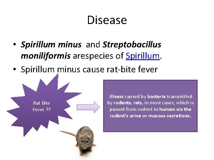 Disease • Spirillum minus and Streptobacillus moniliformis arespecies of Spirillum. • Spirillum minus cause