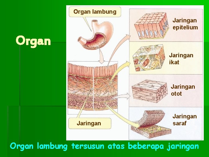 Organ lambung Jaringan epitelium Organ Jaringan ikat Jaringan otot Jaringan saraf Organ lambung tersusun