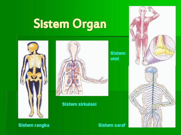 Sistem Organ Sistem otot Sistem sirkulasi Sistem rangka Sistem saraf 