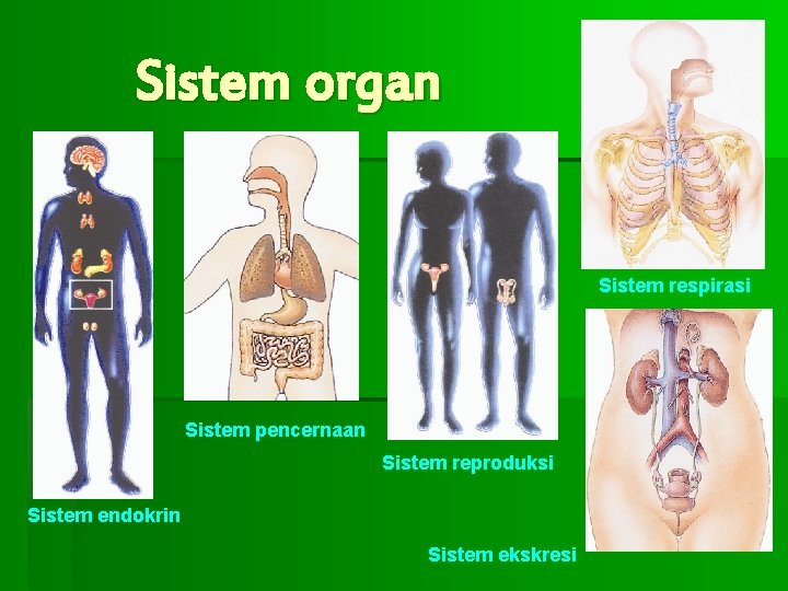 Sistem organ Sistem respirasi Sistem pencernaan Sistem reproduksi Sistem endokrin Sistem ekskresi 