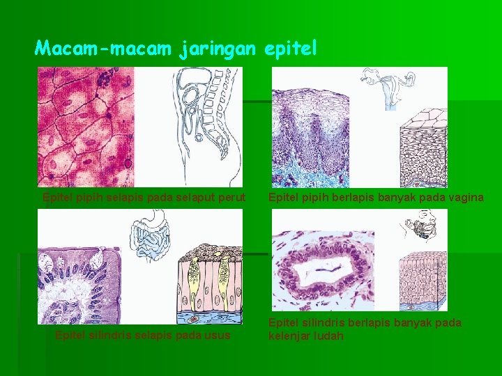 Macam-macam jaringan epitel Epitel pipih selapis pada selaput perut Epitel silindris selapis pada usus