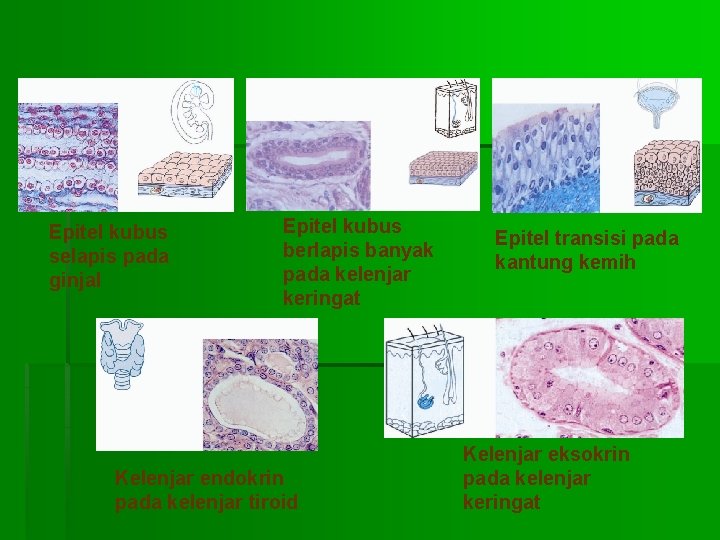 Epitel kubus selapis pada ginjal Epitel kubus berlapis banyak pada kelenjar keringat Kelenjar endokrin