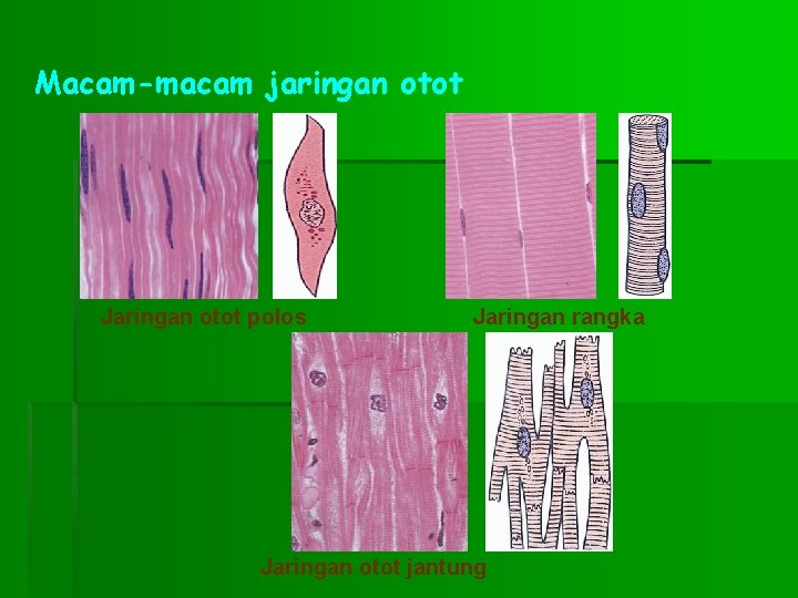 Macam-macam jaringan otot Jaringan otot polos Jaringan rangka Jaringan otot jantung 
