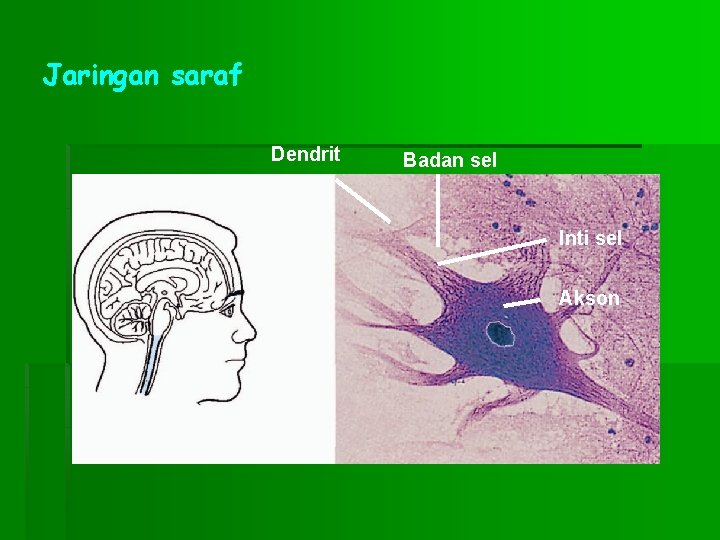 Jaringan saraf Dendrit Badan sel Inti sel Akson 